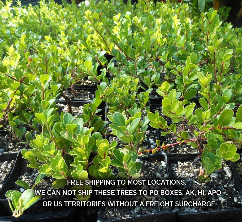 Kinnikinnick Ground Cover Plant 3.5" - Arctostaphylos Uva-Ursi - Attracts Hummingbirds, Evergreen, Drought-Tolerant
