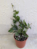 Hoya Lacunosa Live Wax Houseplant in 3 Inch Pot - Durian Perangin - Rooted Indoor Plant for Home Decor