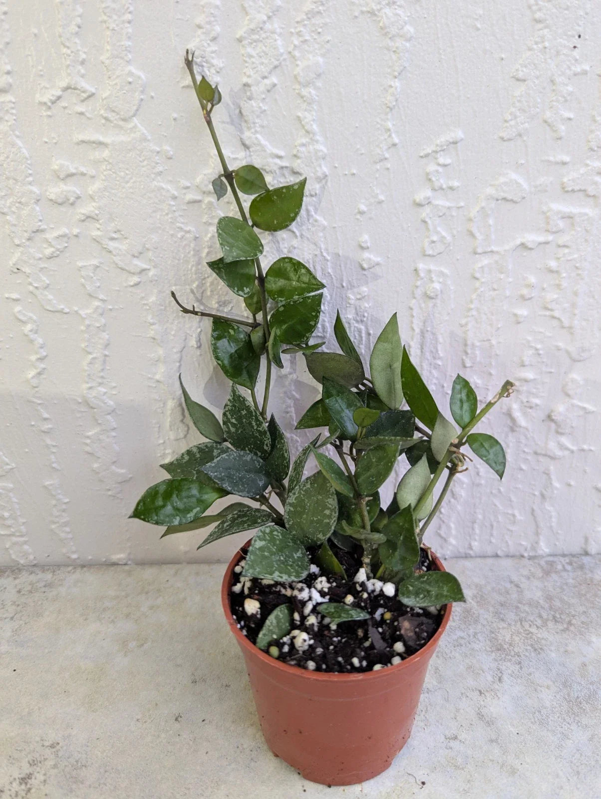 Hoya Lacunosa Live Wax Houseplant in 3 Inch Pot - Durian Perangin - Rooted Indoor Plant for Home Decor
