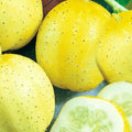 Lemon Cucumber Seeds | NON-GMO Heirloom Seeds | Organic Vegetable Garden Seeds | Cucumis sativus