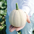 Buffy Winter Squash Seeds for Planting, Mini Variety, 10 Seeds, Cucurbita maxima