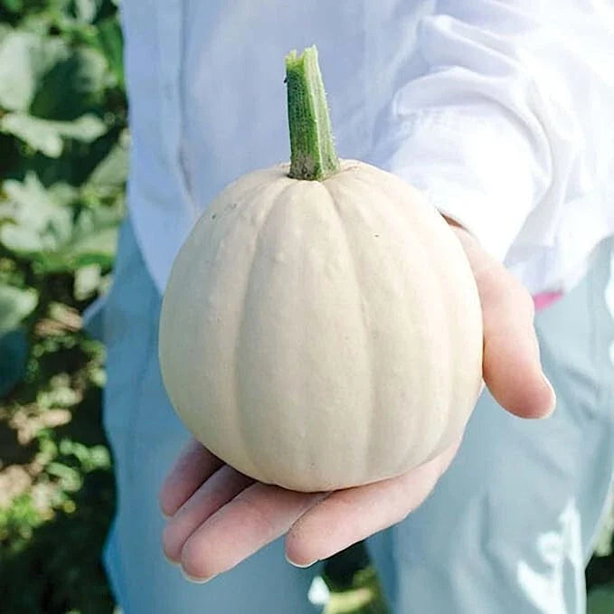 Buffy Winter Squash Seeds for Planting, Mini Variety, 10 Seeds, Cucurbita maxima