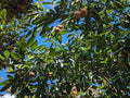 Japanese Persimmon Tree - Pick! Diospyros lotus & Diospyros kaki - Sweet Fruit Variety for Home Orchard