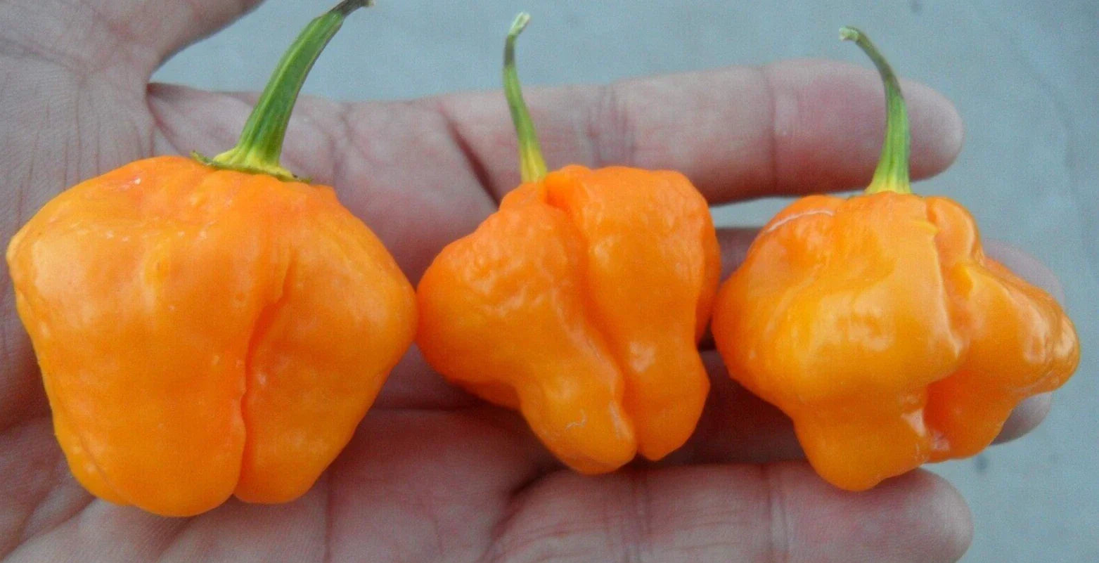 Super-Hot Yellow MOA Scotch Bonnet Pepper Seeds - 20 Premium Seeds (Capsicum chinense)