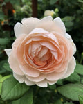 Auswonder Rose Plant Cuttings - 3 Fresh Unrooted Cuttings, 6" Long, Rosa spp.