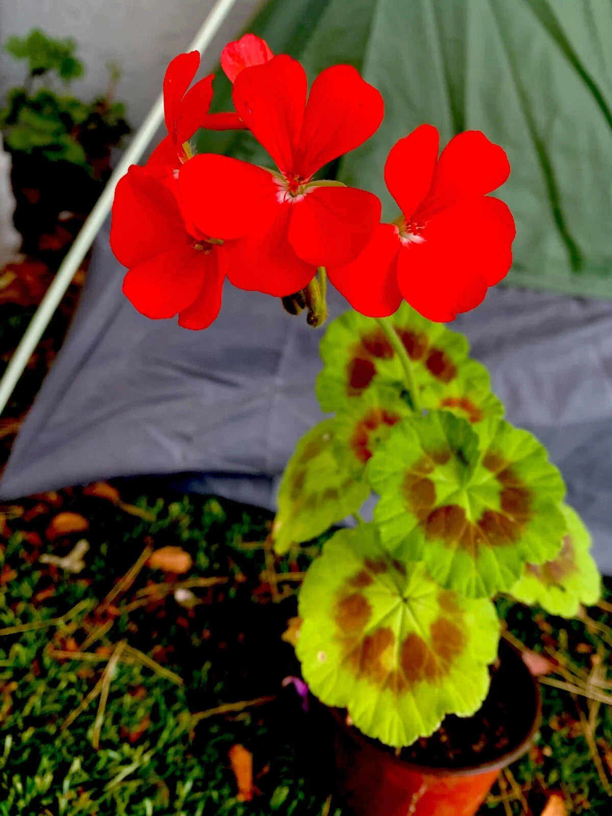 Geranium Live Plants 8-10 Inch Tall Bright Orange Flowers Pelargonium spp.