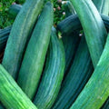 Dark Green Cucumber Seeds | NON-GMO Heirloom Variety | Metki Cucumis sativus