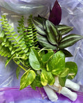 Rooted Plant Cuttings Variety Pack - 15 Assorted Cuttings for Plant Propagation - Perfect for Gardening Enthusiasts