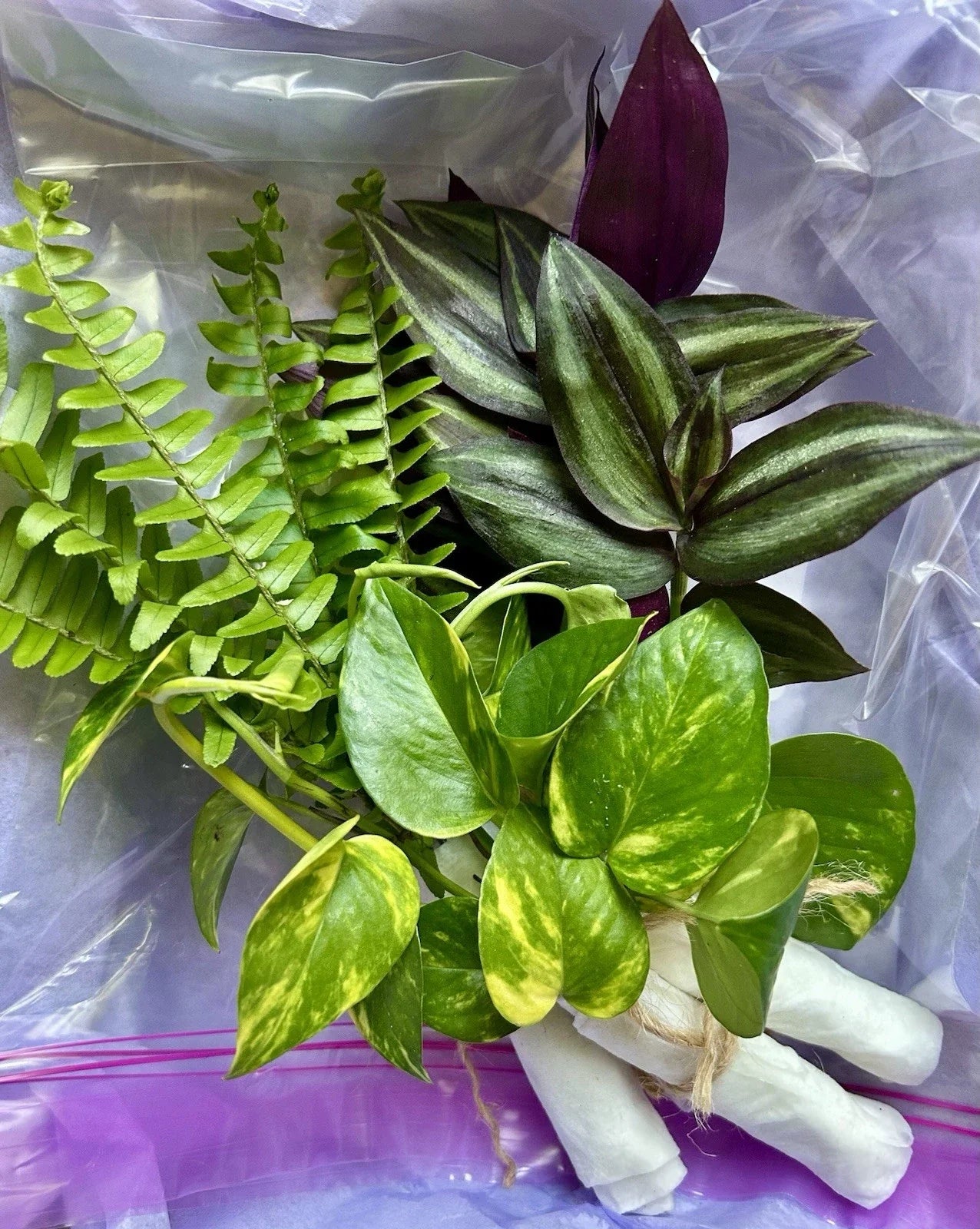 Rooted Plant Cuttings Variety Pack - 15 Assorted Cuttings for Plant Propagation - Perfect for Gardening Enthusiasts