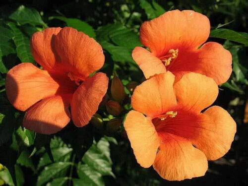 Hummingbird Trumpet Creeper Vine Seeds - Campsis radicans - 25 Seeds - Vibrant Orange Flowers for Garden Attraction