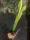 Sansevieria Gold Dust 8 Inch Tall Snake Plant, Dracaena trifasciata, Bare Roots, Indoor Houseplant, Low Maintenance