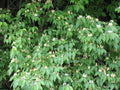 Honeysuckle Bush Live Plant 6+ Inches Well-Rooted Lonicera japonica