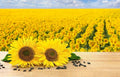 Black Oil Sunflower Seeds for Planting - 100+ Seeds - Attract Birds - Helianthus annuus - Made in USA