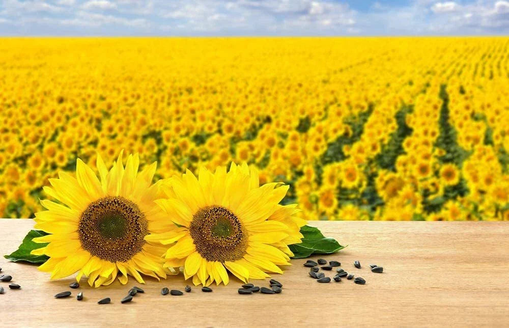 Black Oil Sunflower Seeds for Planting - 100+ Seeds - Attract Birds - Helianthus annuus - Made in USA