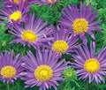 Tahoka Daisy Seeds - 150 Seeds - Prairie Aster Blue - (Machaeranthera tanacetifolia)