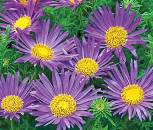 Tahoka Daisy Seeds - 150 Seeds - Prairie Aster Blue - (Machaeranthera tanacetifolia)