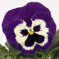 Pansy Seeds 50 Count Purple Mariner Flower Seeds Viola tricolor