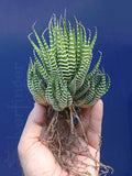 Haworthiopsis Attenuata Zebra Plant | Hardy Desert Succulent | Haworthia Attenuata