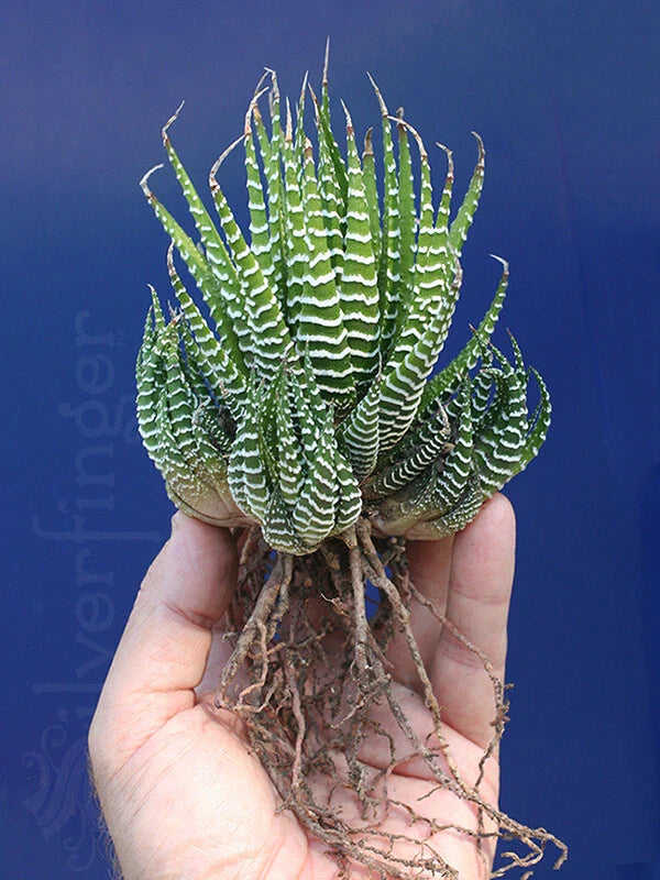 Haworthiopsis Attenuata Zebra Plant | Hardy Desert Succulent | Haworthia Attenuata