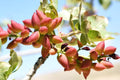 Pistachio Nut Tree Seeds, 6 Pack, Green, Pistacia Vera, Nut Tree Seeds for Planting