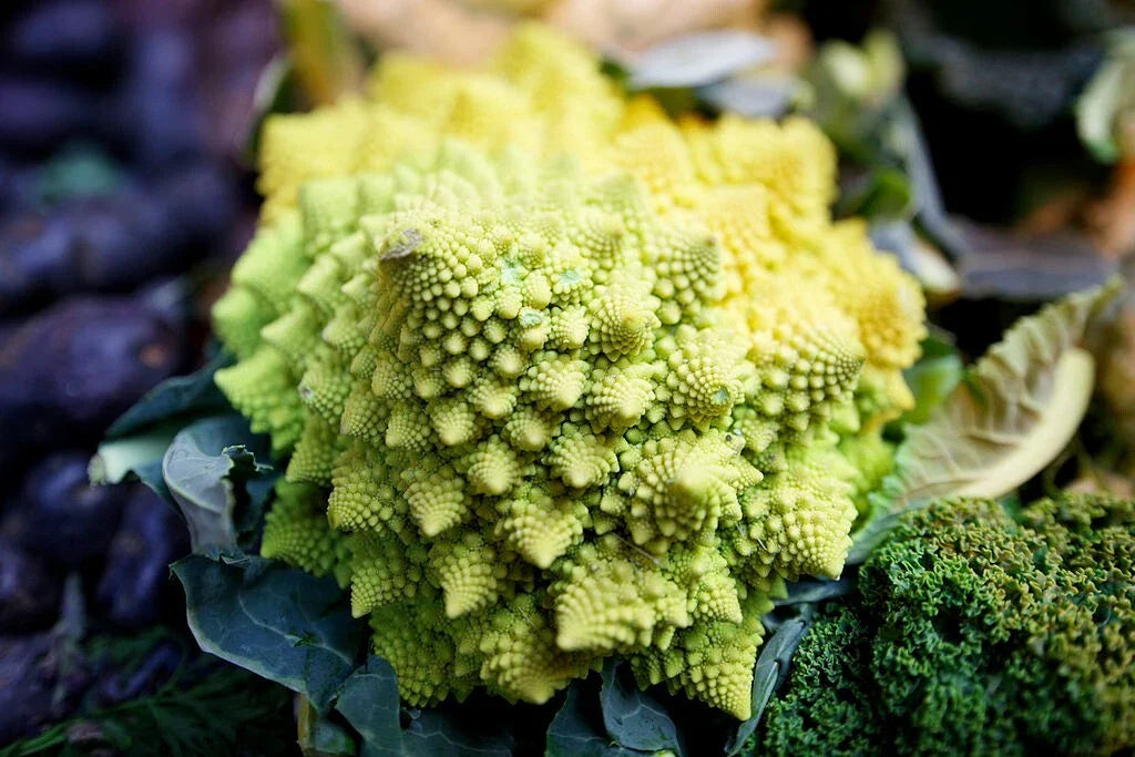 Romanesco Broccoli Seeds - 500 Non-GMO Heirloom Seeds | Brassica oleracea | USA Seller, Free Shipping