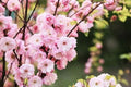 Flowering Plum Bonsai Tree Seeds - 10 Pack - Prunus triloba - Ideal for Home Gardening and Bonsai Cultivation