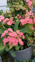 Jumbo Pink Escape Crown of Thorns Cutting 1 Count - Euphorbia milii