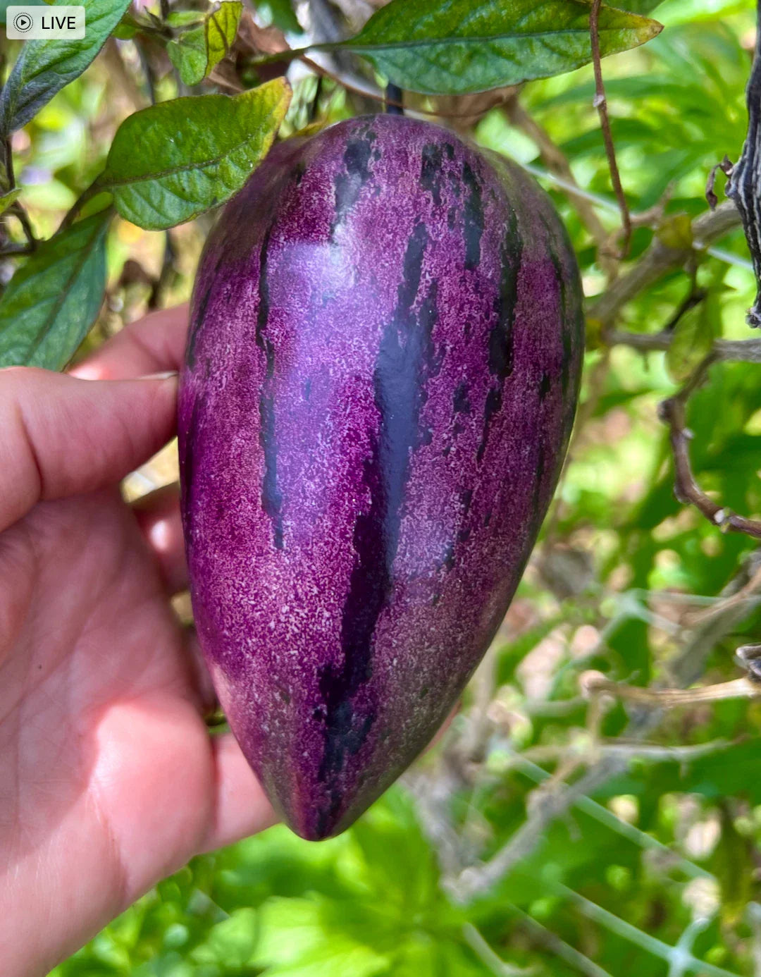 Fresh Deep Purple Pepino Melon Cuttings - 6 Delicious Cuttings (Solanum muricatum)