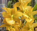 Orchid Plant 1 Bulb Cyc Taichou No. 1 Smtoga Bare Root (Cycnoches)