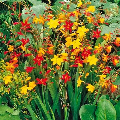 Crocosmia Mix Bulbs 5-Pack Yellow Red Orange Saffron Fragrance 6-7cm - Vibrant Summer Flowers, Pollinator-Friendly, Cut Flower