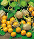 Pineapple Tomatillo Seeds (50 Seeds) - Heirloom Annual, Easy to Grow, Unique Flavor, Perfect for Home Gardens