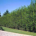 Hybrid Willow Cutting - 5 Foot Tall - Live Plant - Salix × sepulcralis