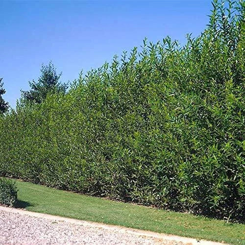 Hybrid Willow Cutting - 5 Foot Tall - Live Plant - Salix × sepulcralis