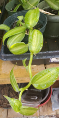 Vanilla Spice Variegated Orchid Live Plant – Rooted Cutting, Approx. 8" Long – Vanilla Planifolia