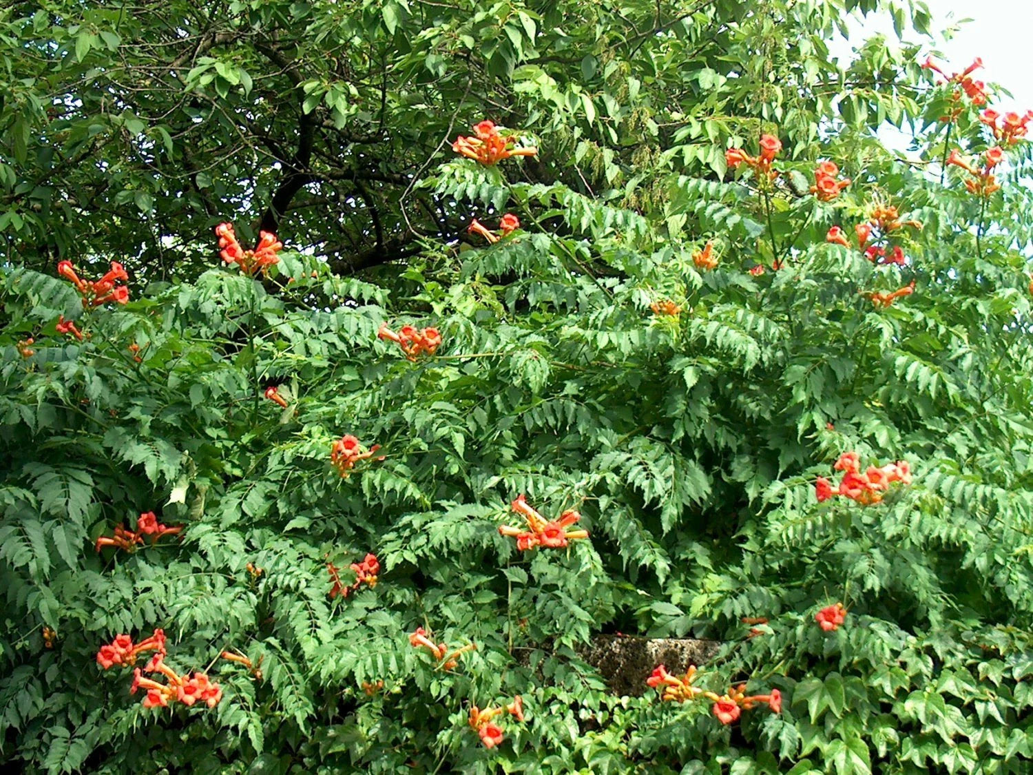 Orange Trumpet Vine Seeds - 100+ Count - Hummingbird Attracting - Campsis radicans