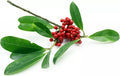 Yerba Mate Live Starter Plant 4-6 Inches Pesticide-Free Ilex paraguariensis