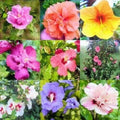 Mixed Colors Rose of Sharon Hibiscus Syriacus Flower Tree Bush Mix, 50 Seeds, Jocad Variety
