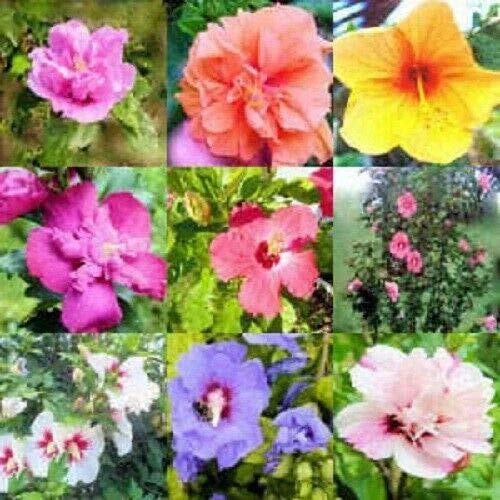 Mixed Colors Rose of Sharon Hibiscus Syriacus Flower Tree Bush Mix, 50 Seeds, Jocad Variety