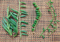 Hanging Succulents Cuttings - 4" String of Dolphins, Pearls, and Bananas - Senecio deltoides, Senecio rowleyanus, Senecio radicans