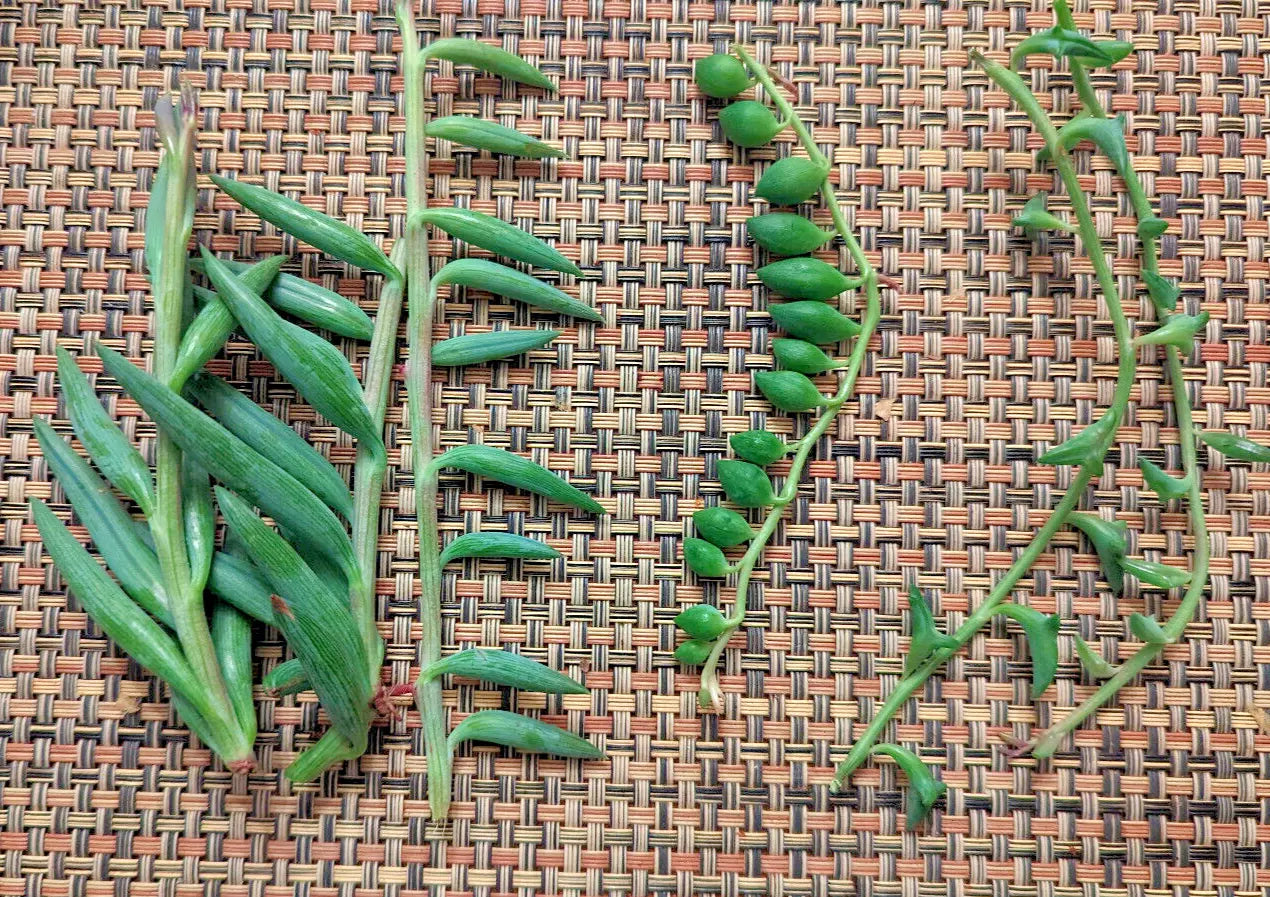 Hanging Succulents Cuttings - 4" String of Dolphins, Pearls, and Bananas - Senecio deltoides, Senecio rowleyanus, Senecio radicans