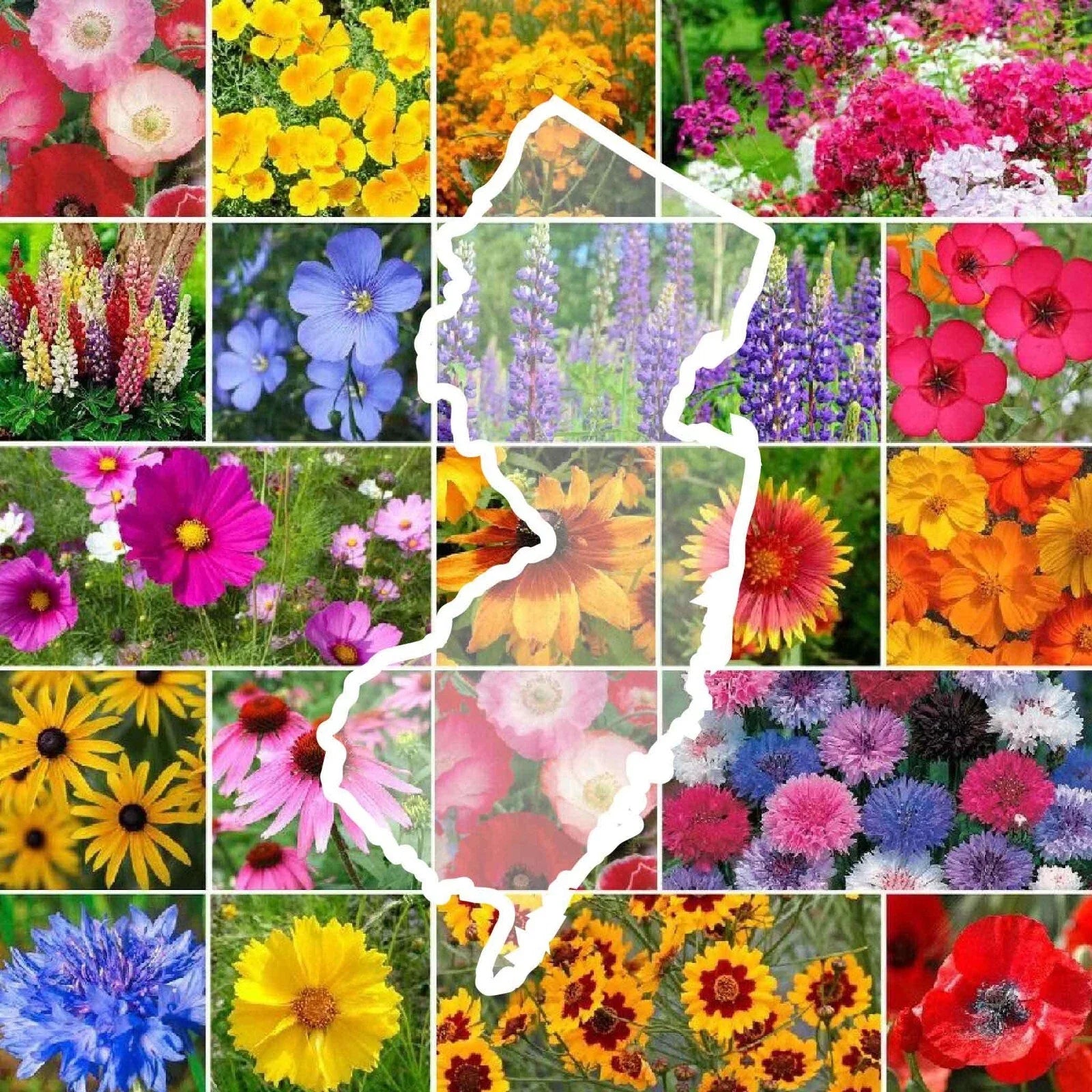 Wildflower Seed Mix - New Jersey State Flower - Perennials & Annuals - Non-GMO - 1000 Seeds
