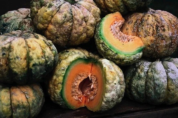 Prescott Fond Blanc Melon Seeds - 200 Heirloom Cantaloupe Seeds, Fragrant Flavorful Variety, Perfect for Home Gardening
