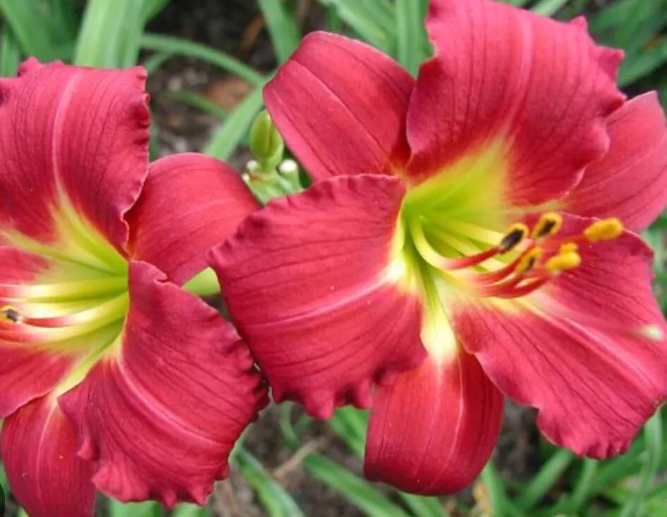 Ruby Red Stella Daylily Live Bare Root Plant - Hemerocallis 'Ruby Stella', 3" Red Blooms, Rebloomer, 16-20" Height, Zone 3-9