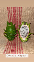 Connie Mayer Cuttings | Mature Plant Cuttings | Sedum spurium Variety