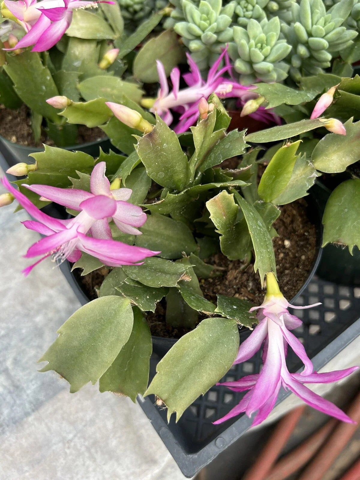 Flowering Christmas Cactus in 6 Inch Pot, Schlumbergera Truncata, Succulent Plant for Holiday Decor