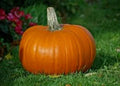 Organic Heirloom Pie Pumpkin Seeds, 50 Seeds, Annual Vine, Baking Variety, Cucurbita pepo