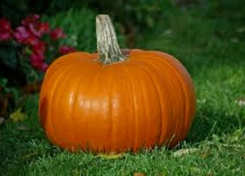 Organic Heirloom Pie Pumpkin Seeds, 50 Seeds, Annual Vine, Baking Variety, Cucurbita pepo