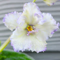 African Violet Leaf - Ma's Ching Dynasty - Standard Variety - Saintpaulia ionantha