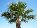 Mexican Fan Palm Tree Saplings, 14-18 Inches, Washington Robusta, 2+ Years Old, Chamaerops humilis