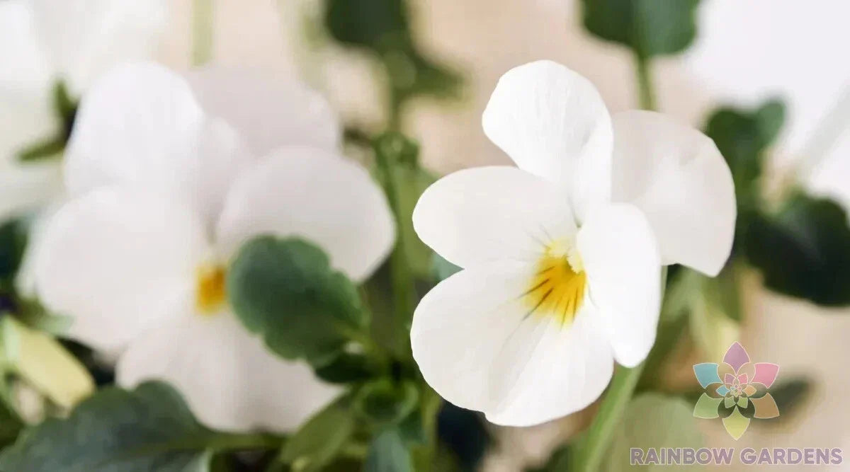 Admire Cream Pansy Seeds - 200+ Pack for Garden Planting - Viola tricolor - USA